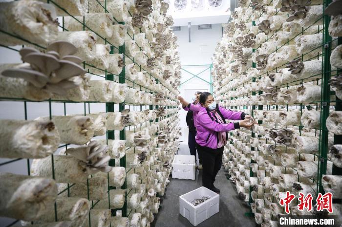 新疆托克逊县:工厂化蘑菇种植丰富老百姓餐桌(图)